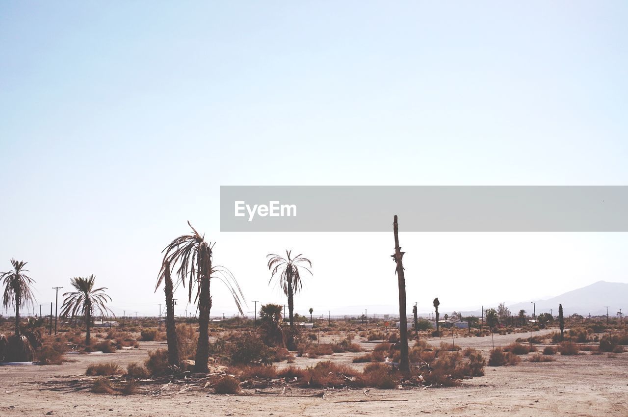 Dead palm trees on barren land