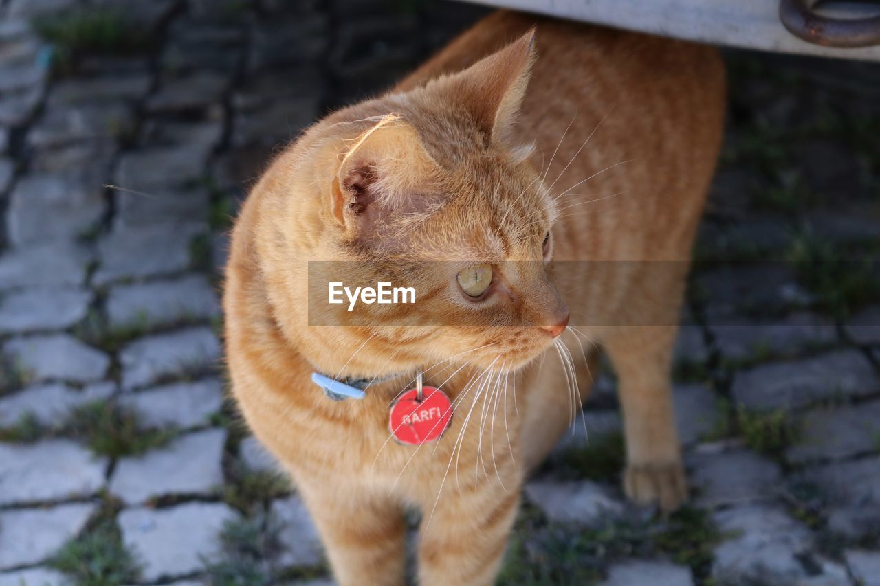 Cat looking away while standing on cobbled street