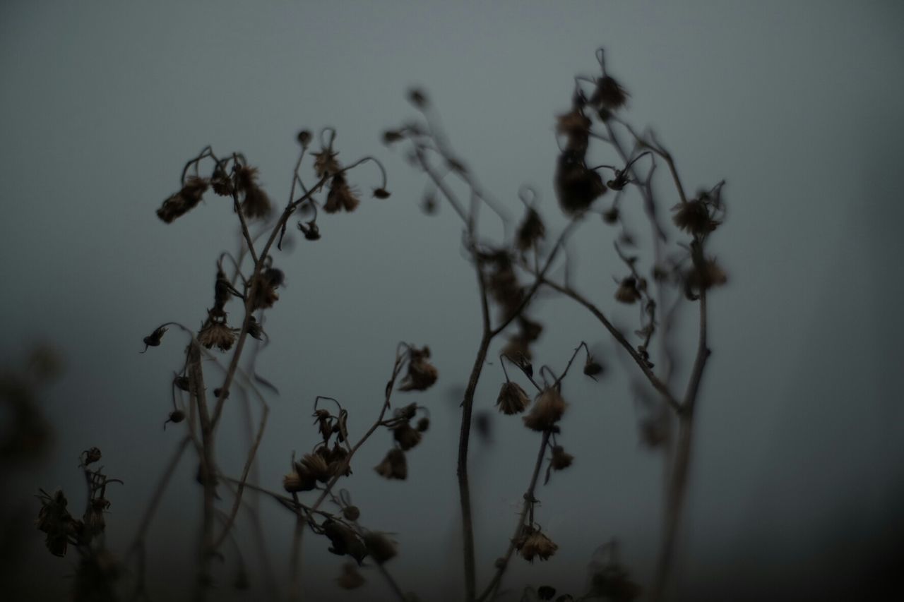 CLOSE-UP OF PLANTS AGAINST SKY