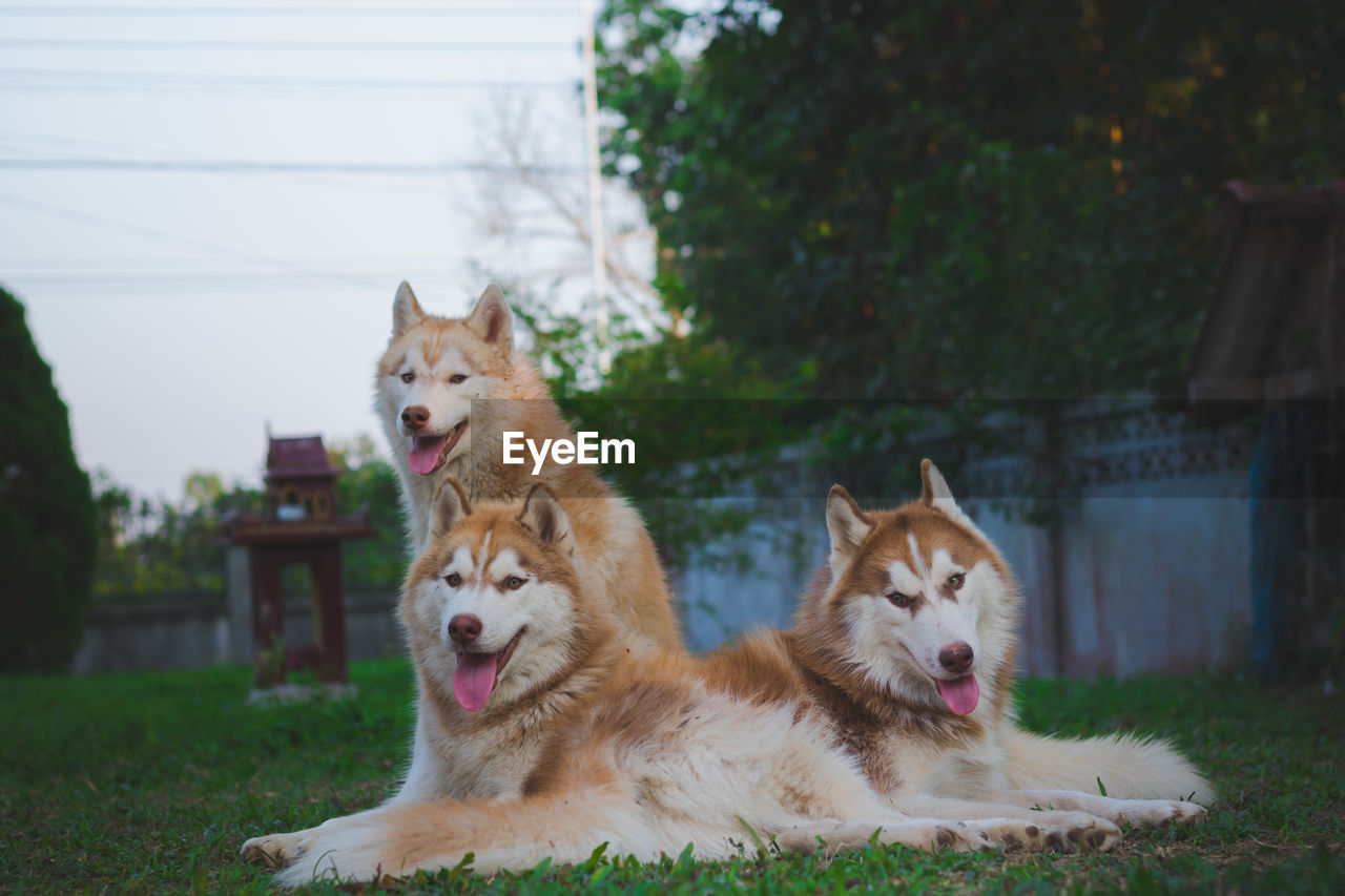 Portrait of siberian husky.