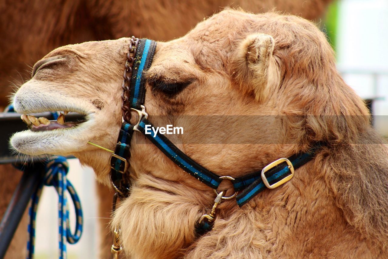 Close-up of camel