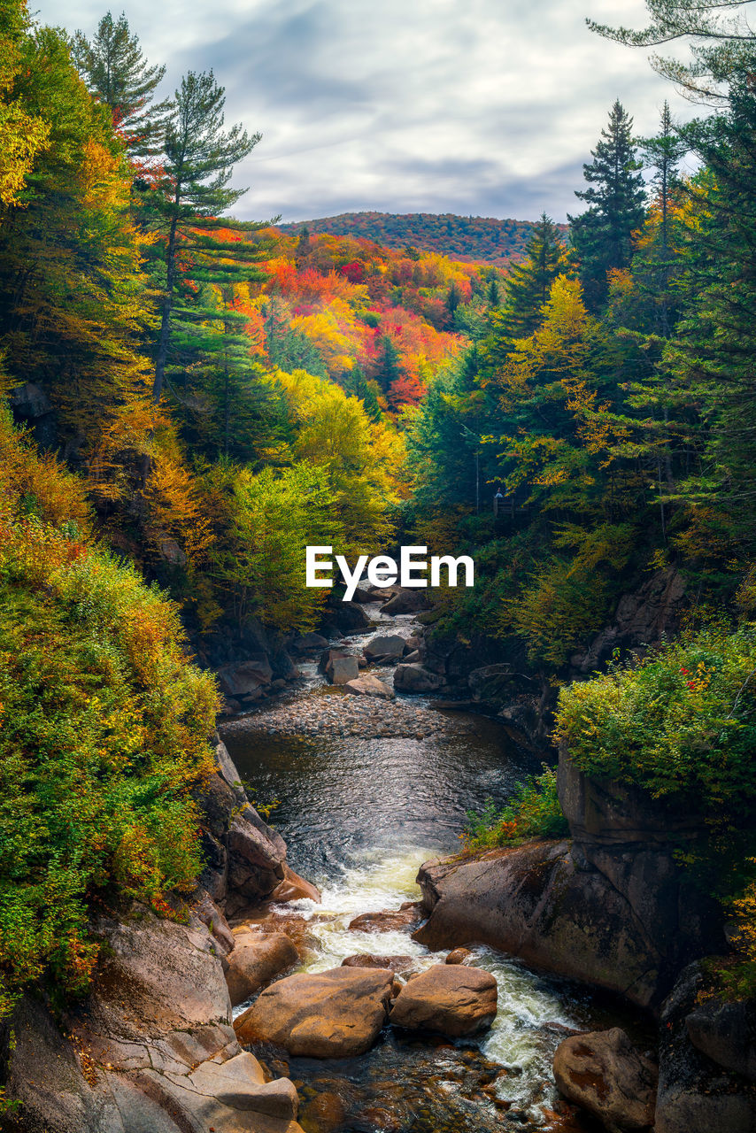 STREAM FLOWING THROUGH ROCKS IN FOREST