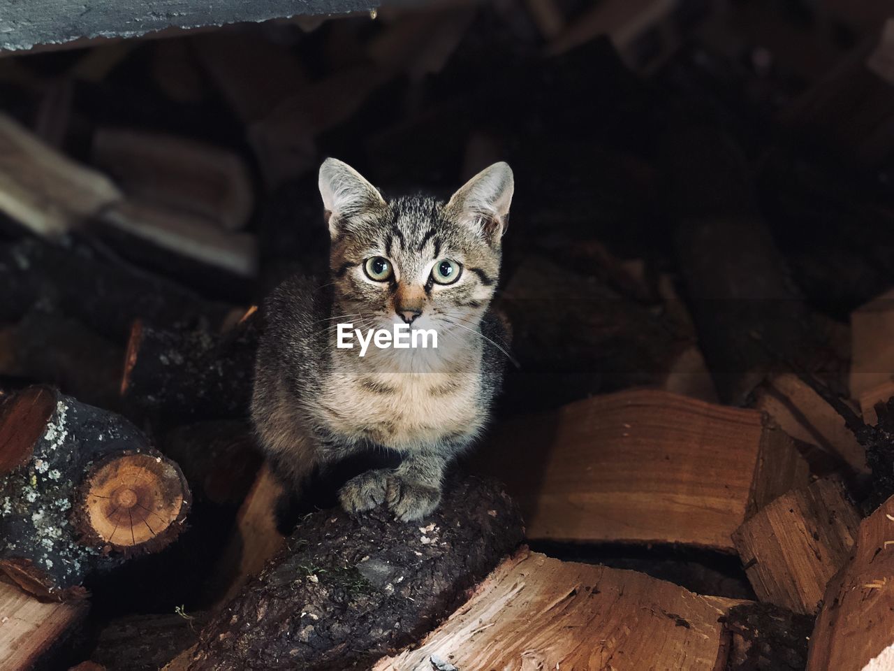 PORTRAIT OF A CAT LYING ON WOODEN LOG