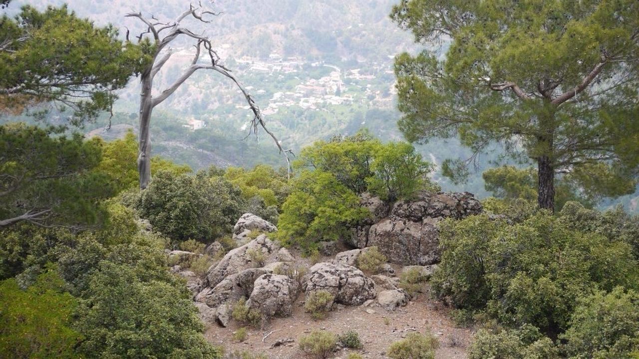 Trees on mountain field