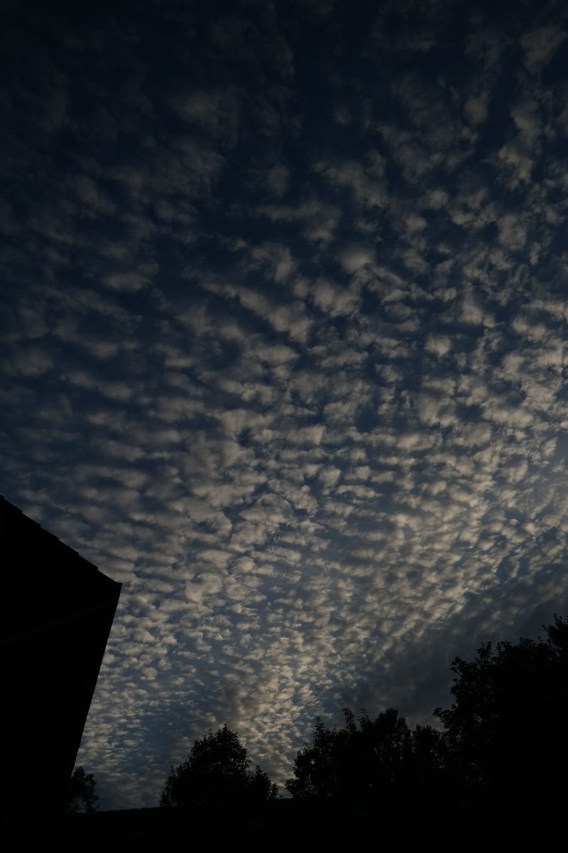 LOW ANGLE VIEW OF TREES AGAINST CLOUDY SKY