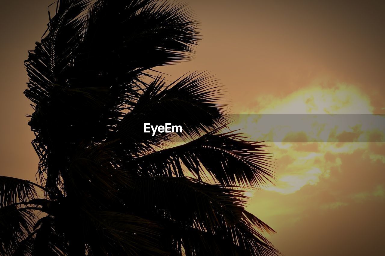 LOW ANGLE VIEW OF PALM TREES AGAINST SKY