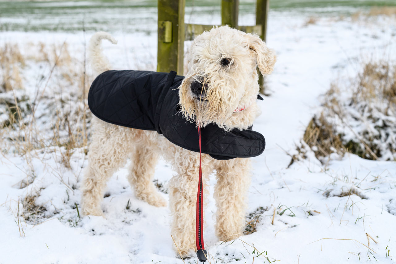 Dog running on snow covered field