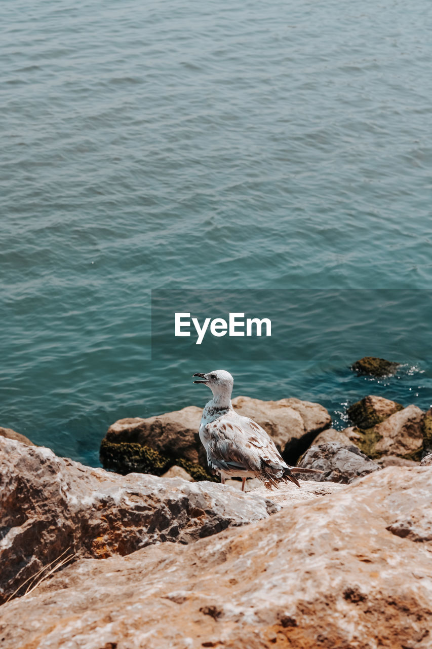 High angle view of seagull on rock by sea