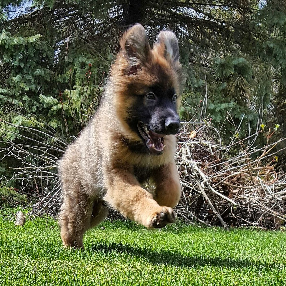 Close-up of dog running on grassy field at park