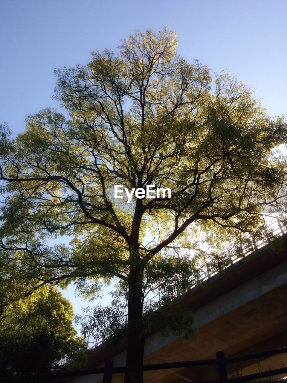 LOW ANGLE VIEW OF TREE