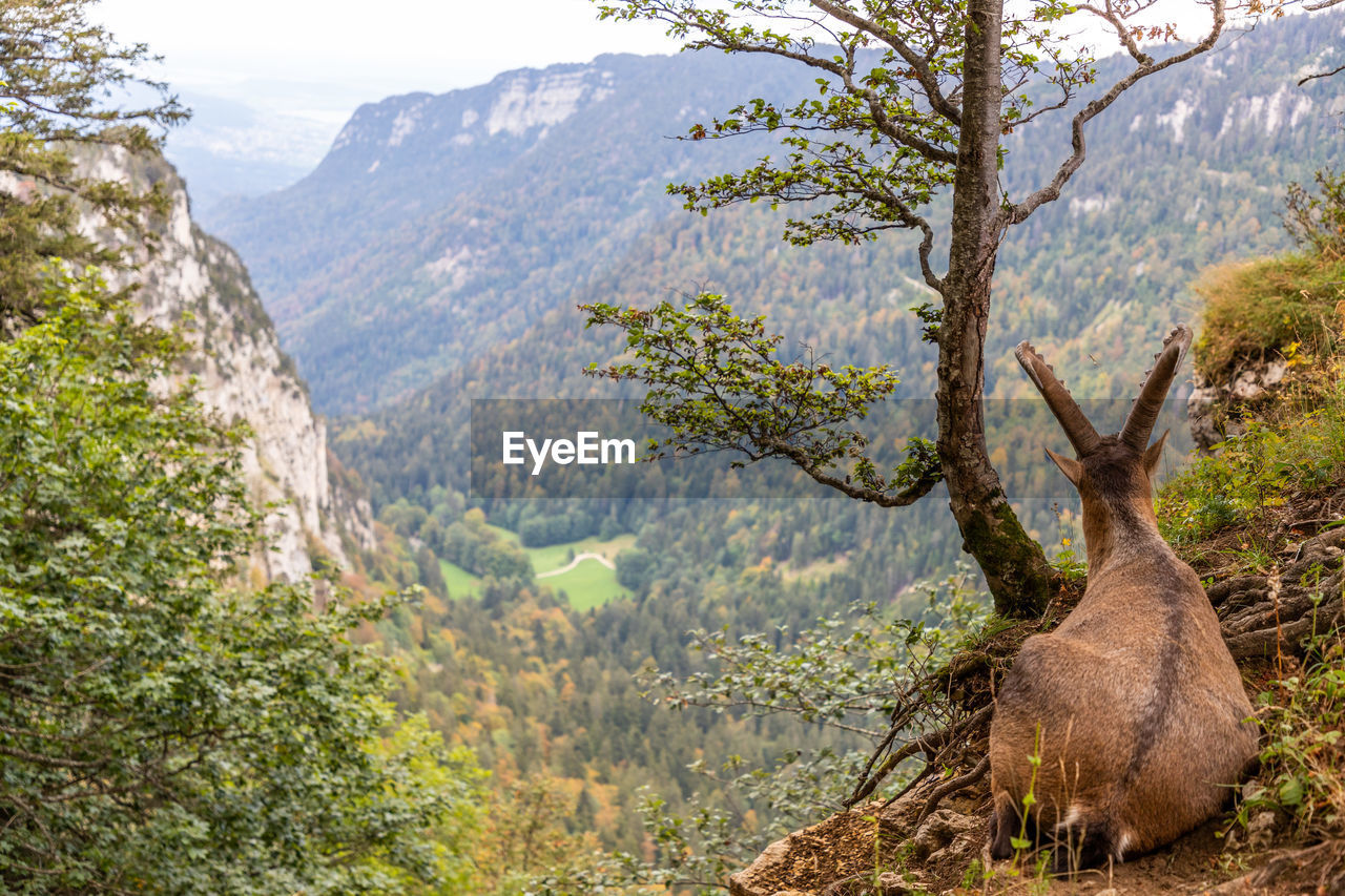 View of a forest with a guest