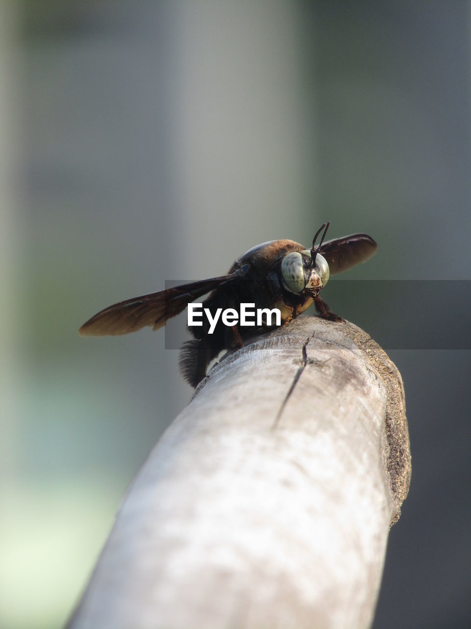 CLOSE-UP OF BEE ON A ROCK