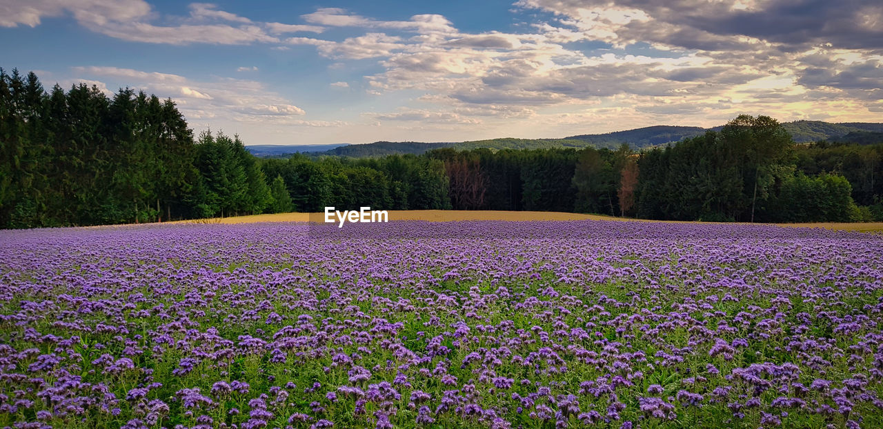 PURPLE FLOWERING PLANTS ON FIELD AGAINST SKY AT DUSK