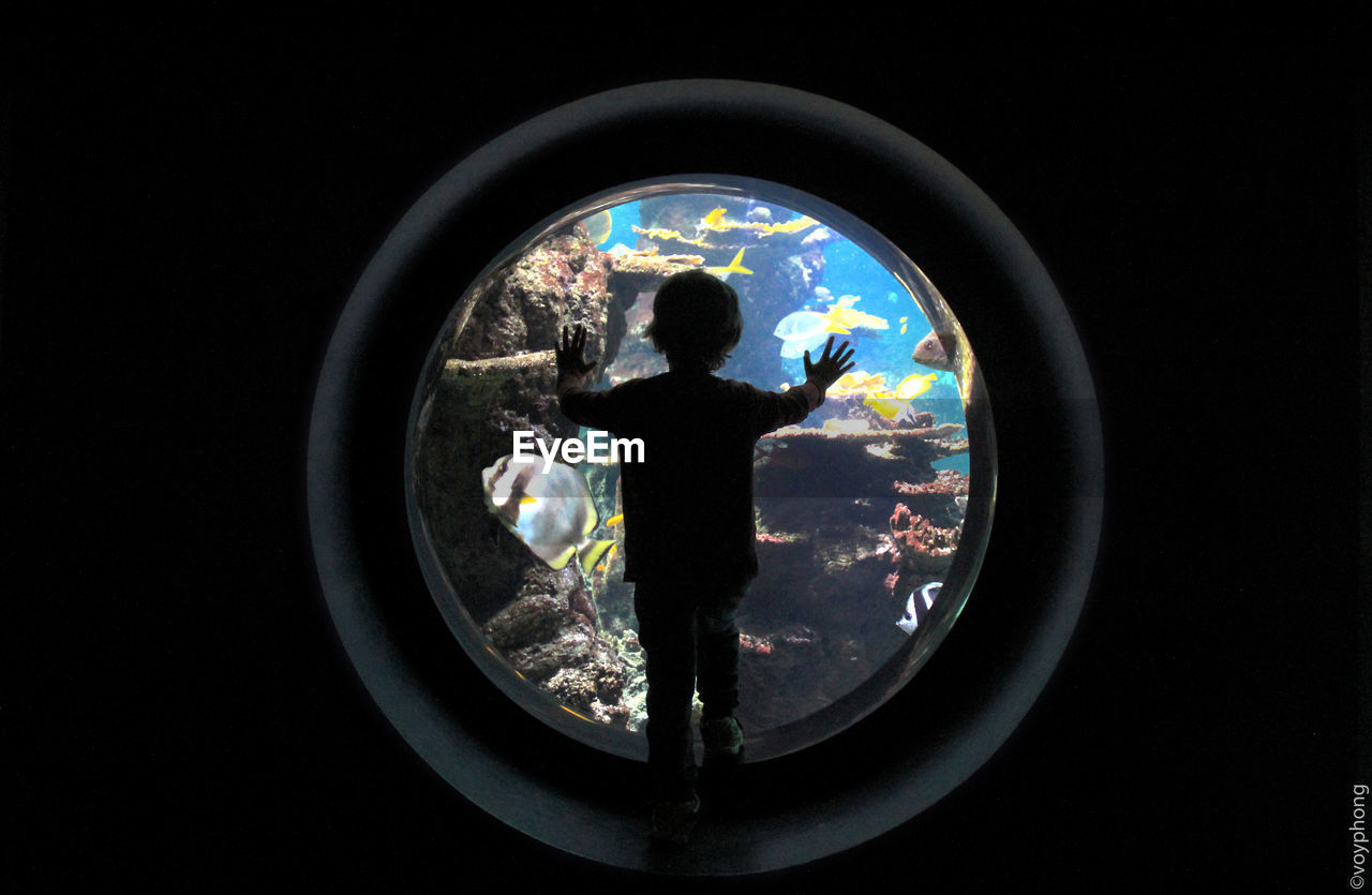 Rear view of child looking at aquarium