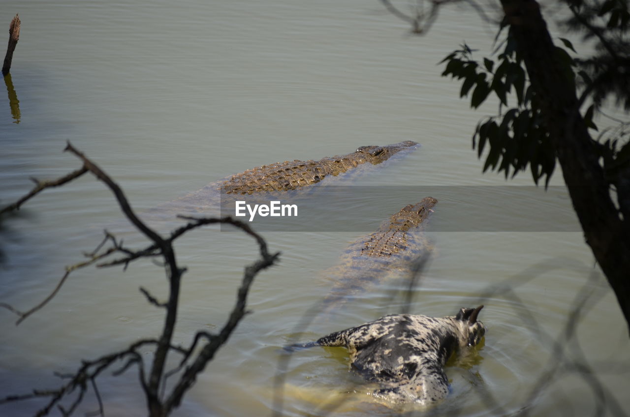High angle view of crocodiles swimming away from prey in lake