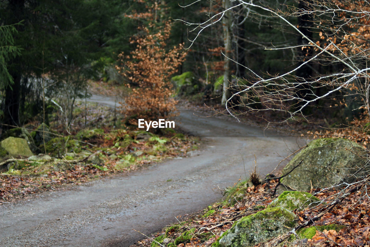 Dirt road amidst trees in forest