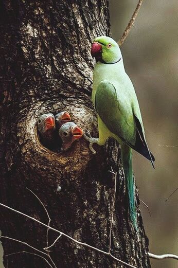 CLOSE-UP OF PARROT