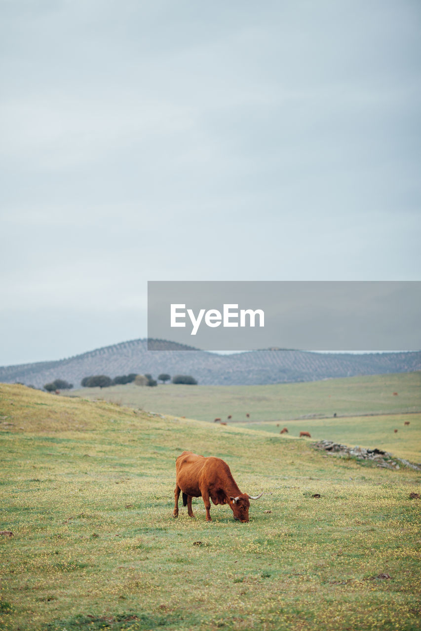 HORSES GRAZING ON FIELD