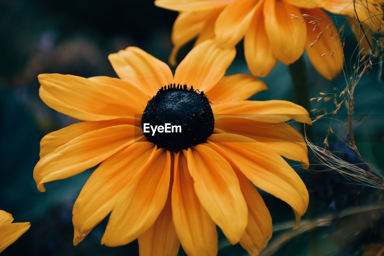 flowering plant, flower, plant, freshness, beauty in nature, yellow, flower head, growth, close-up, macro photography, petal, nature, fragility, inflorescence, no people, black-eyed susan, pollen, orange color, botany, outdoors, focus on foreground, sunflower, plant stem, summer