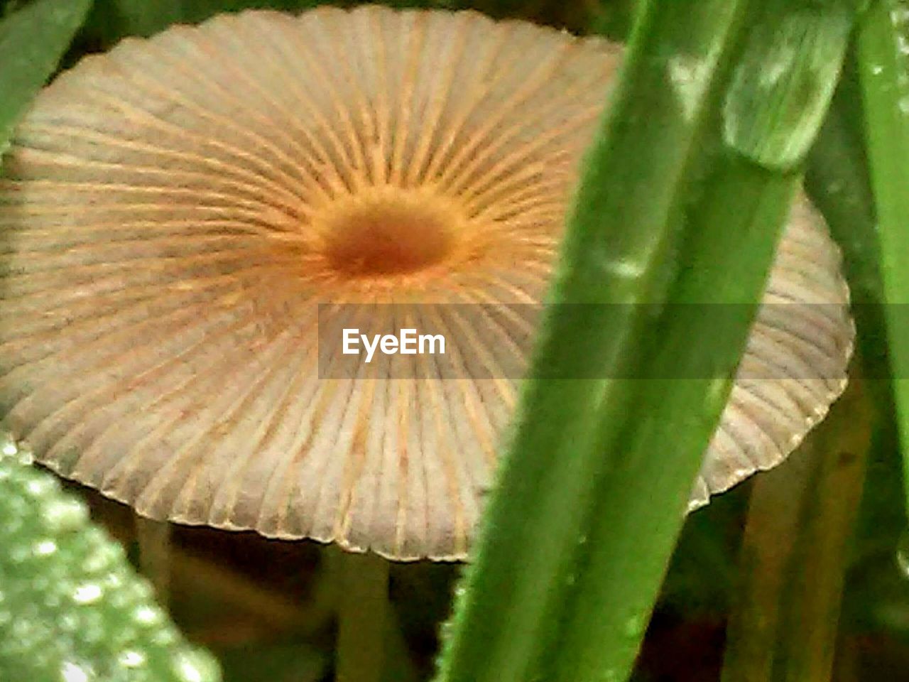 MACRO SHOT OF FLOWER