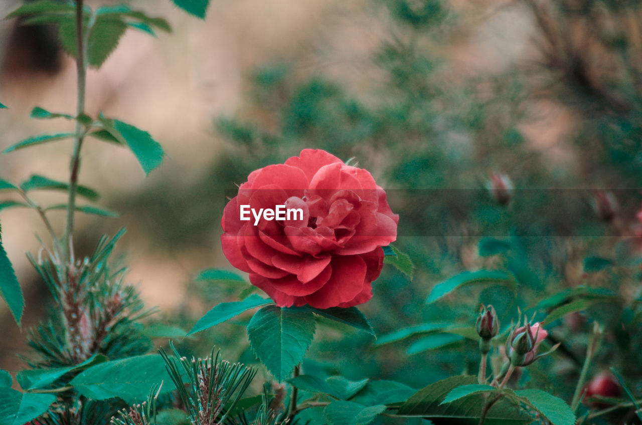 CLOSE-UP OF RED ROSE