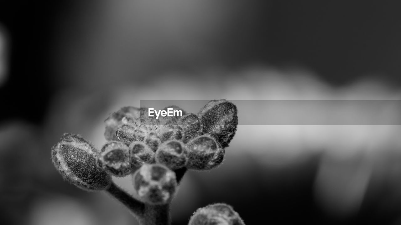 Close-up of dried plant