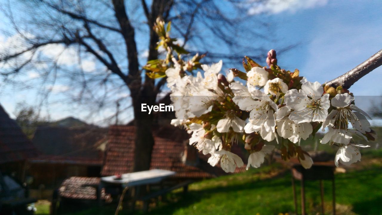 CLOSE-UP OF FRESH FLOWERS BLOOMING IN TREE