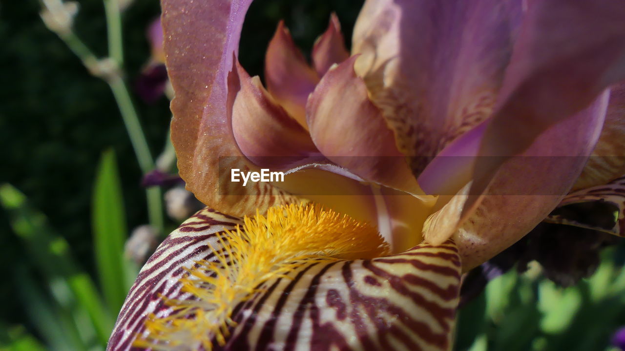 Close-up of flower blooming outdoors