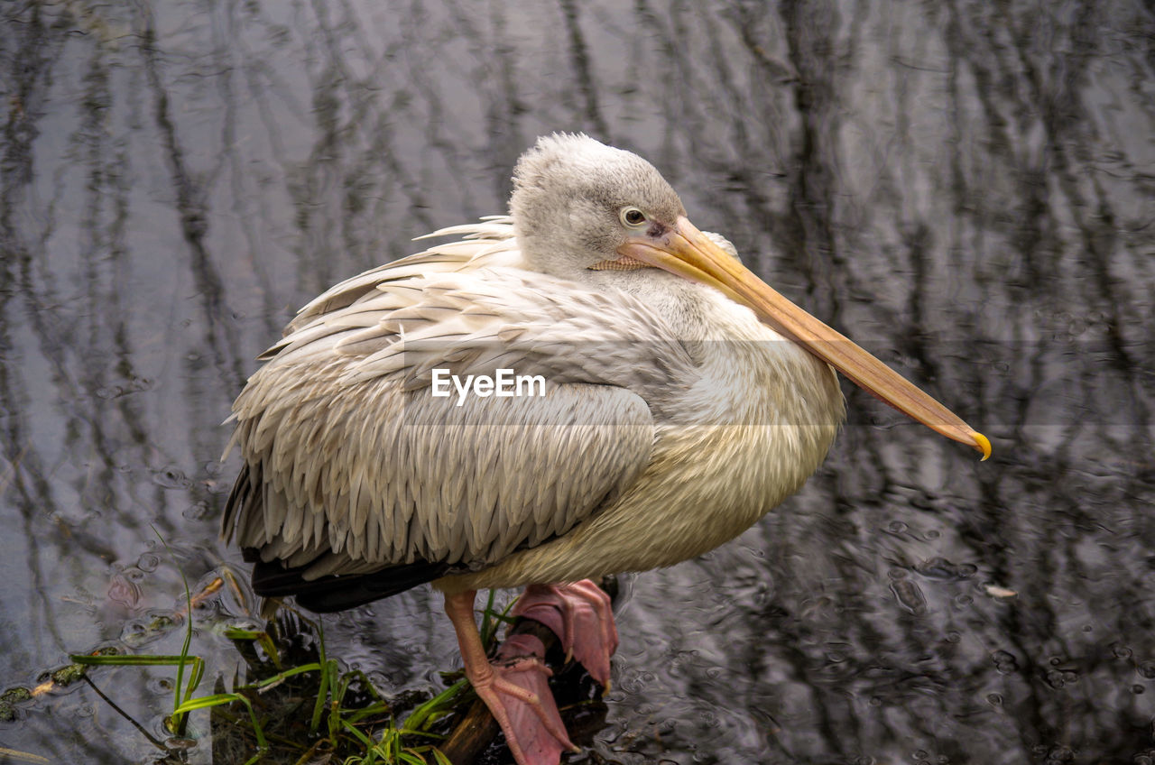 Close-up of pelican perching on shore