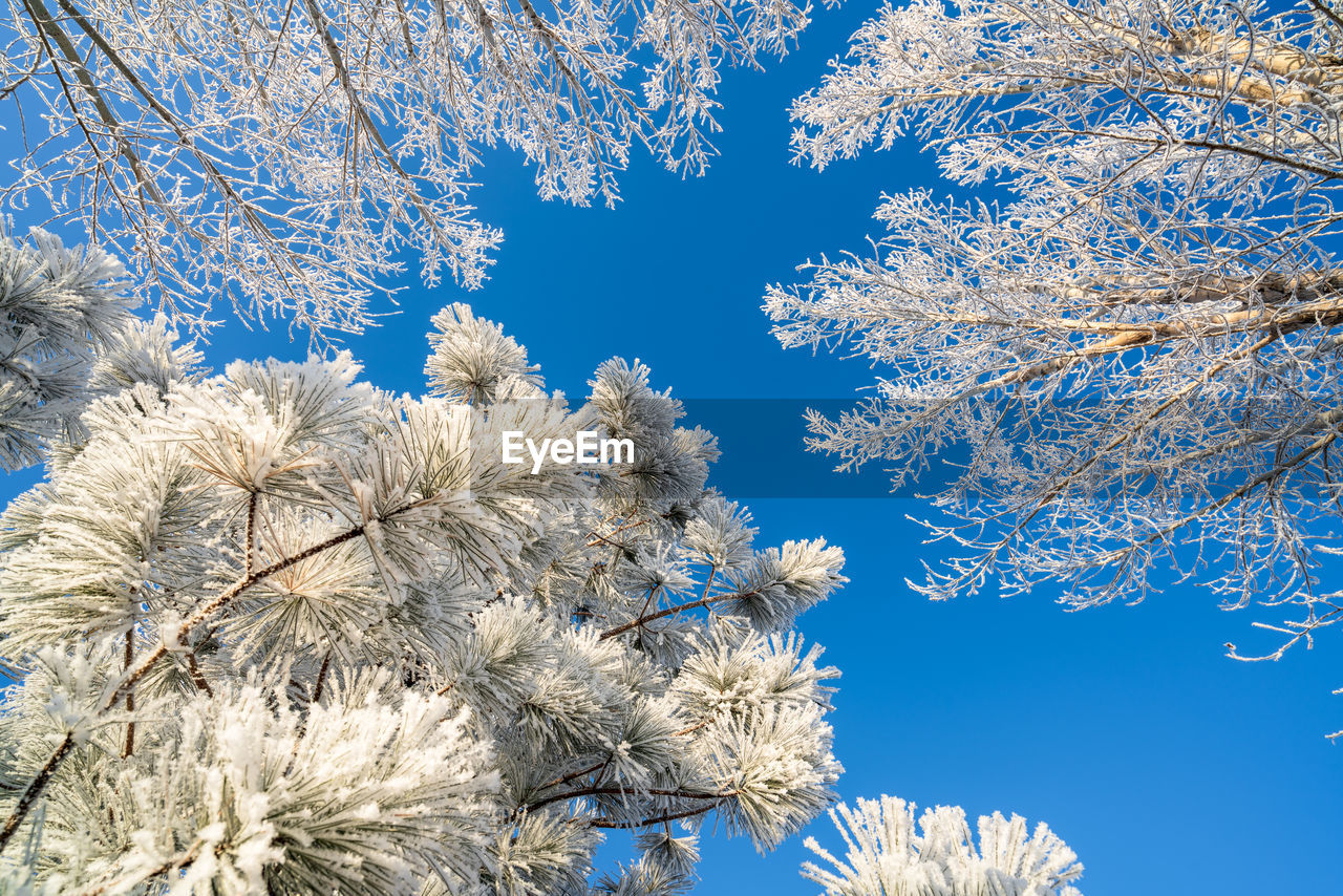 Low angle view of cherry blossom tree during winter