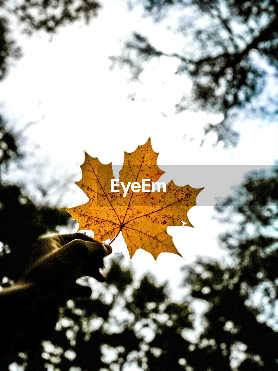 Close-up of maple leaf against sky