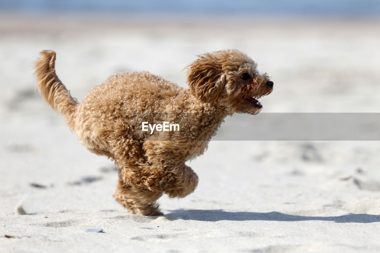 DOG RUNNING ON SANDY BEACH