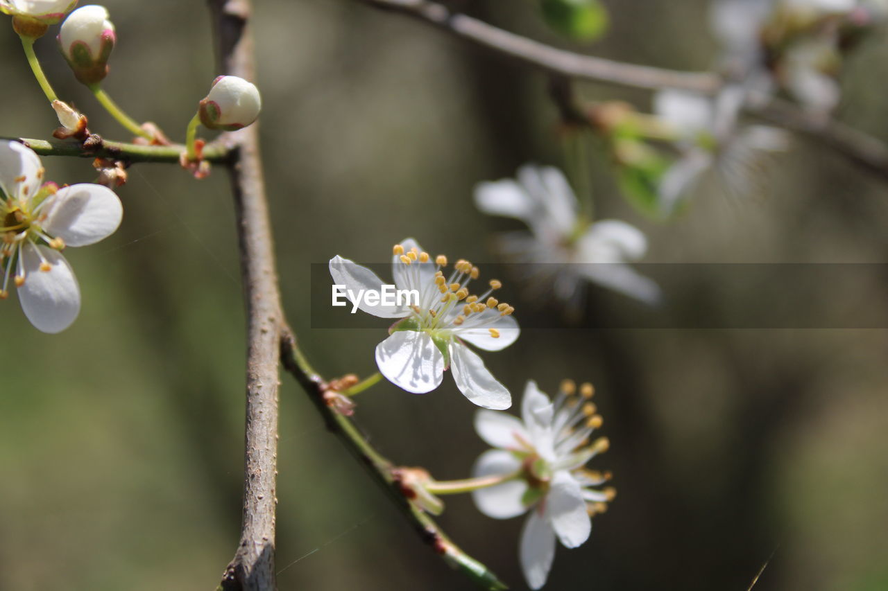 plant, flower, flowering plant, freshness, tree, beauty in nature, blossom, nature, fragility, growth, springtime, branch, close-up, produce, white, spring, food, macro photography, food and drink, flower head, focus on foreground, fruit, no people, selective focus, twig, outdoors, petal, botany, prunus spinosa, inflorescence, day, fruit tree, environment, almond tree, pollen, tranquility, cherry blossom