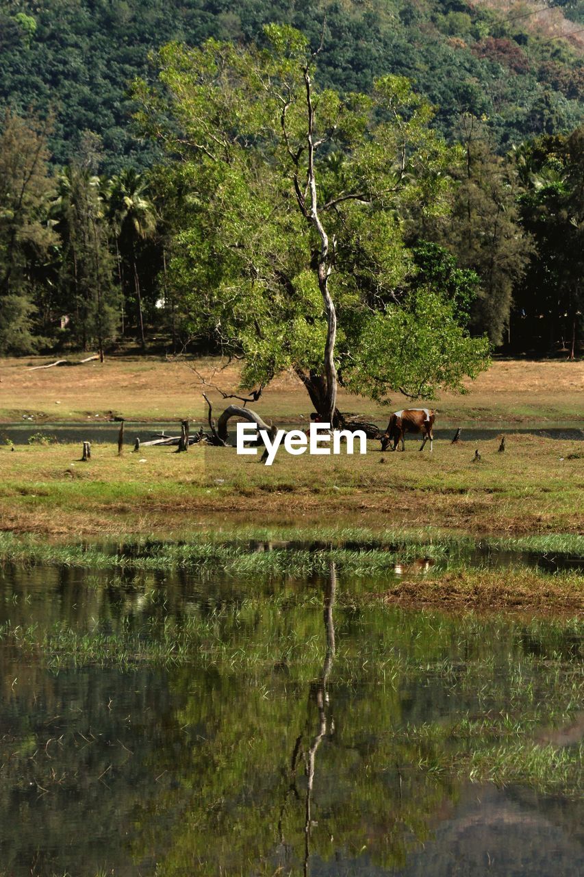 VIEW OF A HORSE IN A LAKE