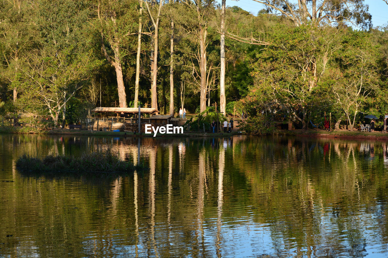 VIEW OF TREES IN LAKE