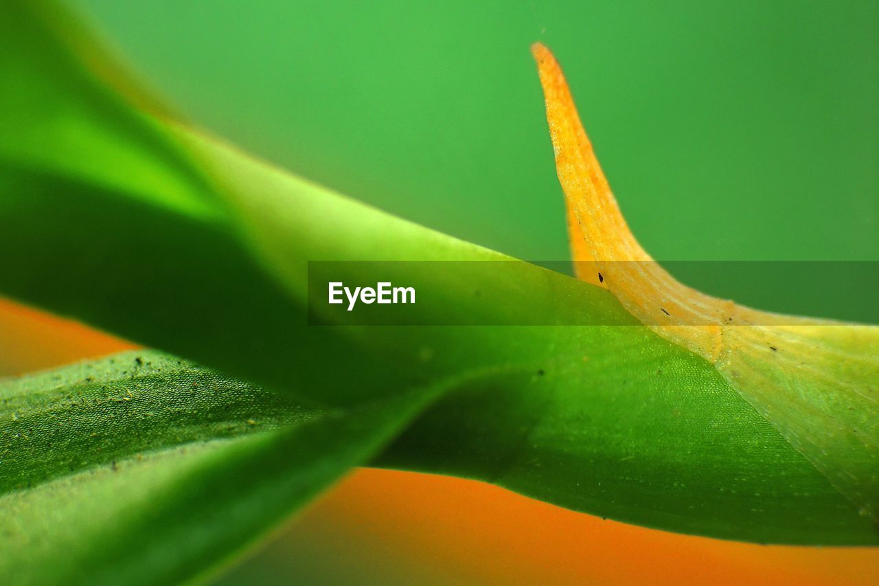 Close-up of green leaves