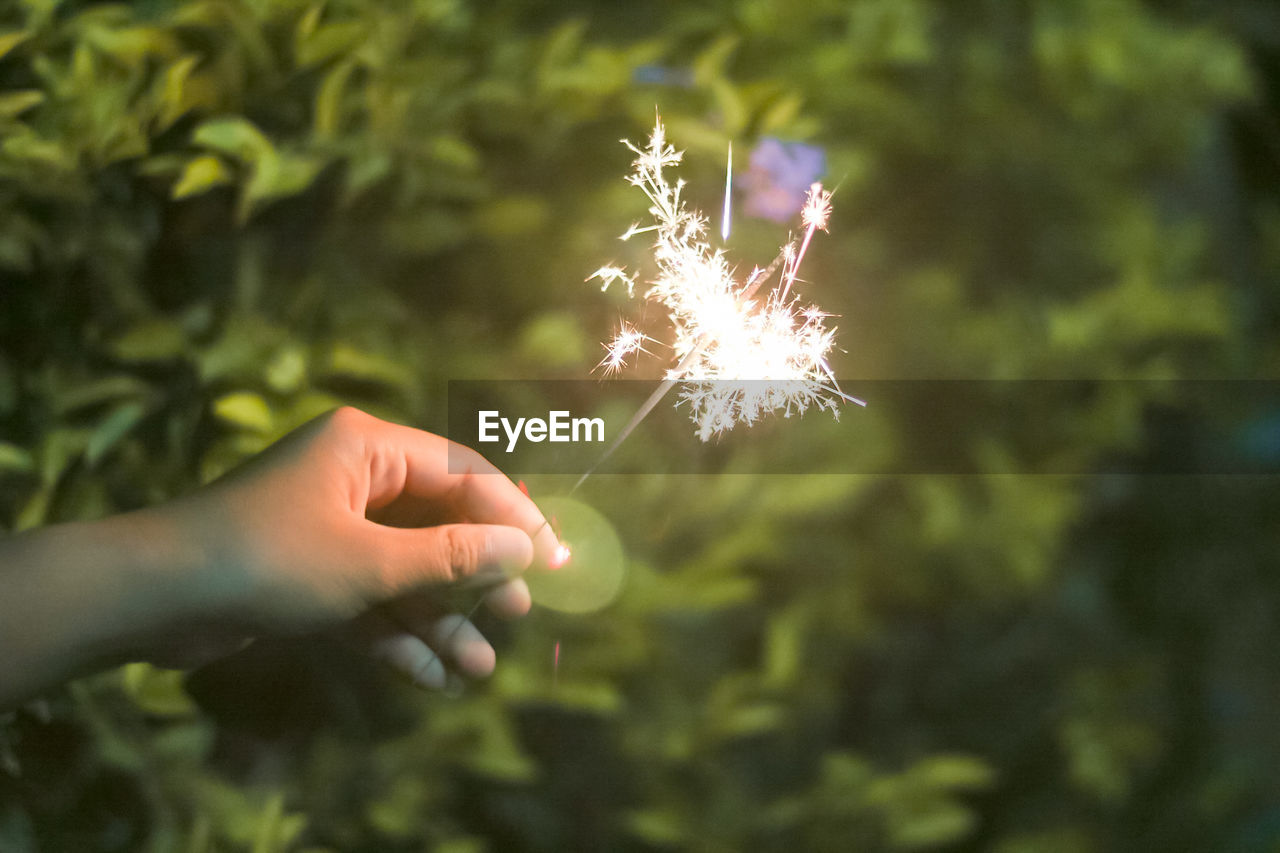 Cropped hand of person holding illuminated sparkler by plants at night