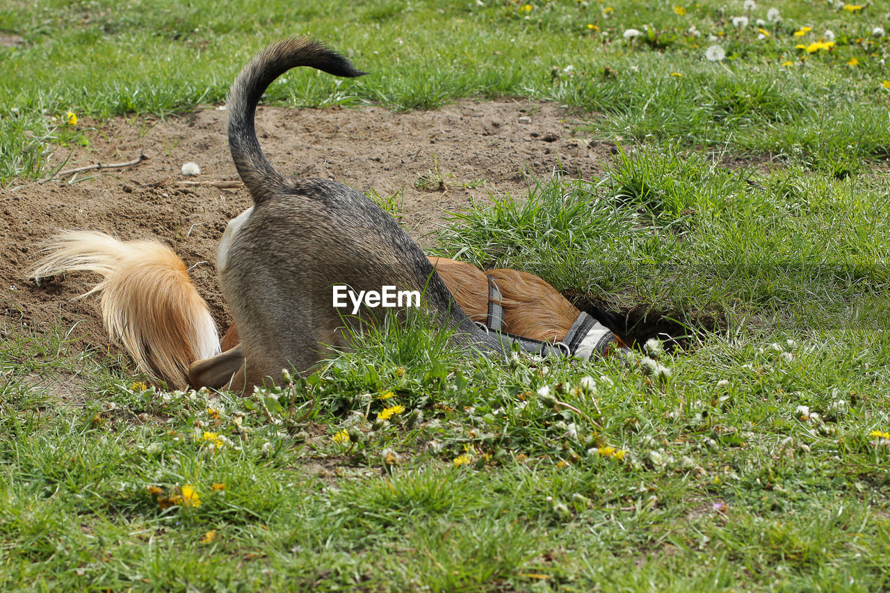 High angle view of dogs digging field