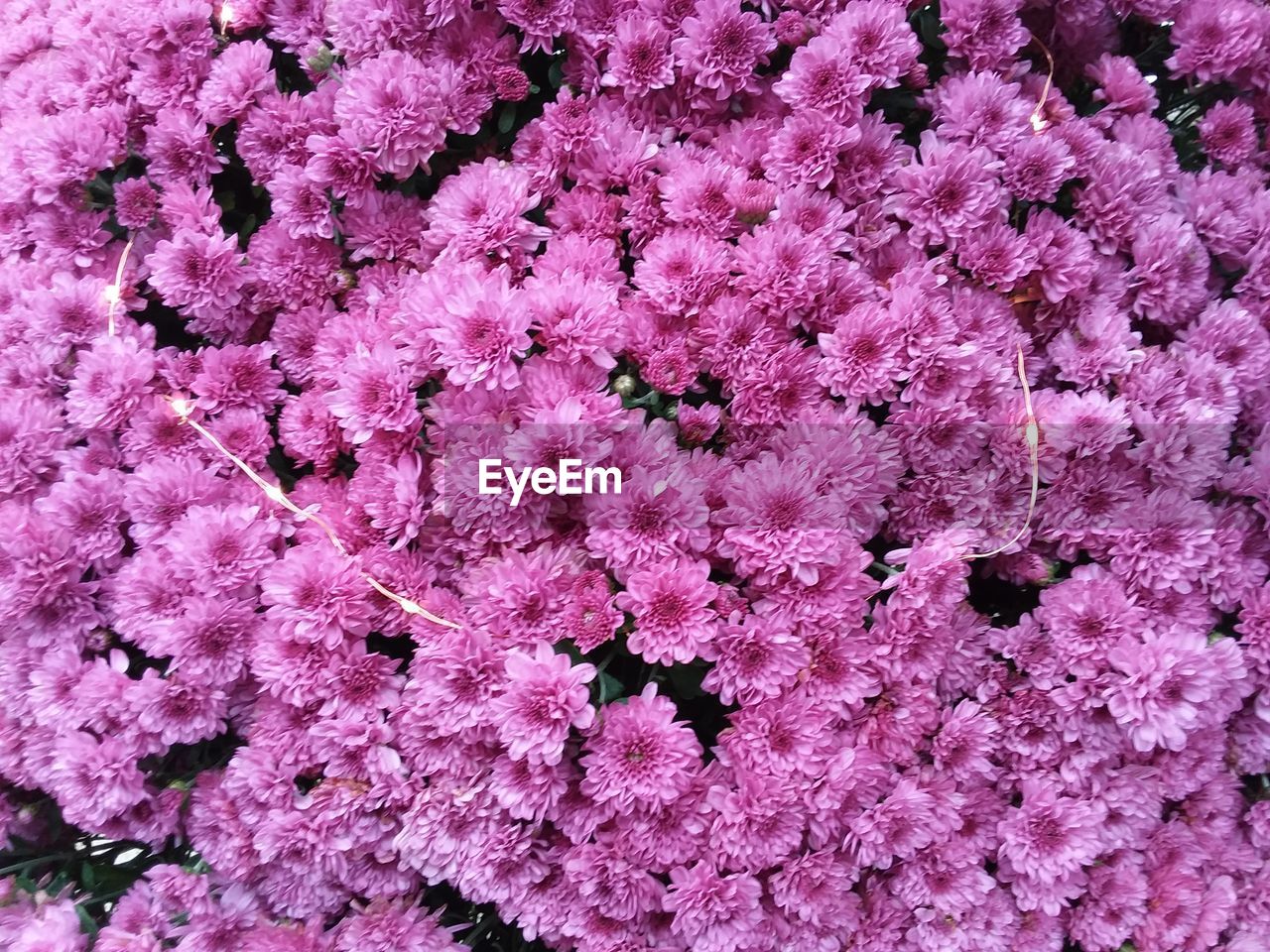 CLOSE-UP OF FRESH PINK FLOWER TREE