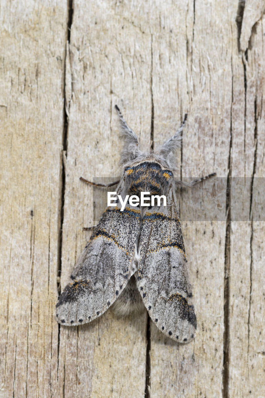 Poplar kitten moth (furcula bifida). night butterfly of the family notodontidae, resting on a wooden board. vertical format