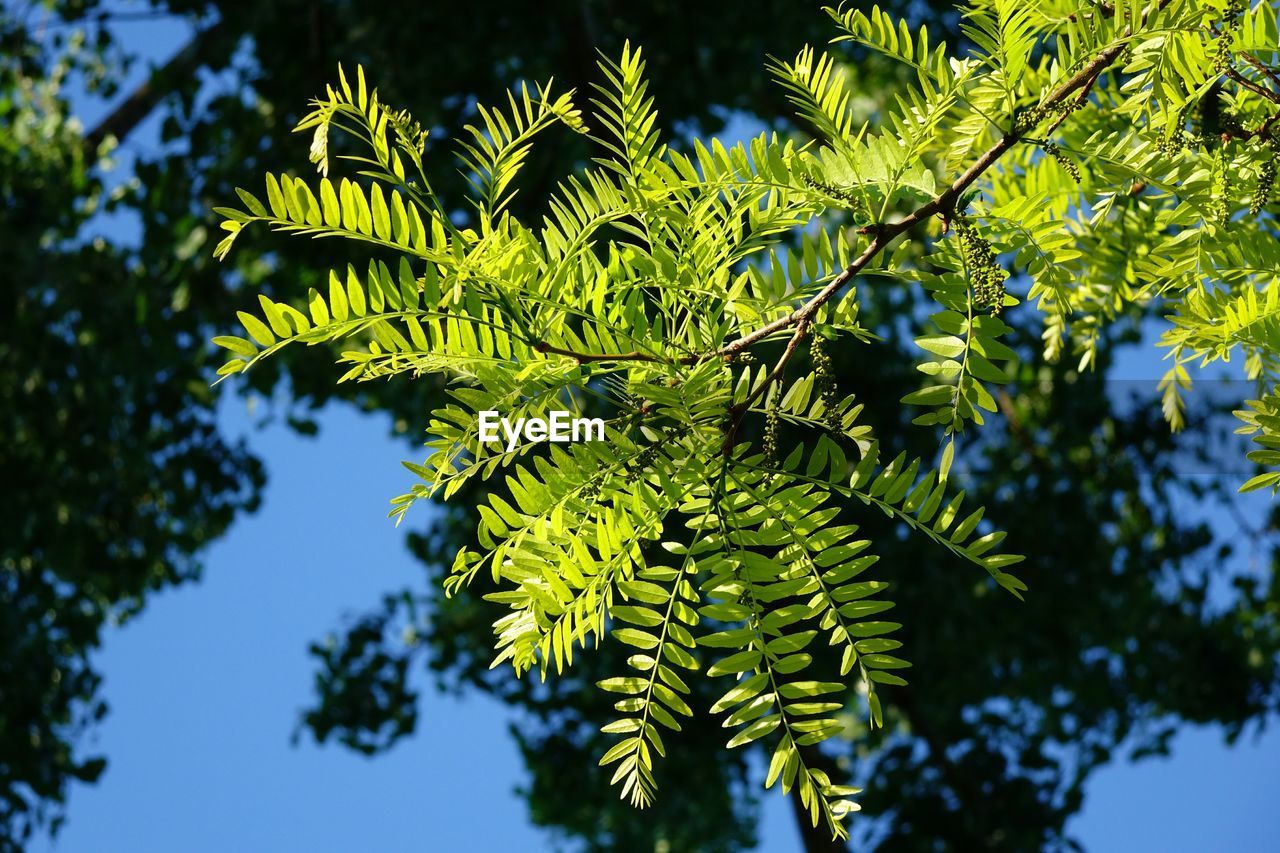 Close-up of leaves growing on tree