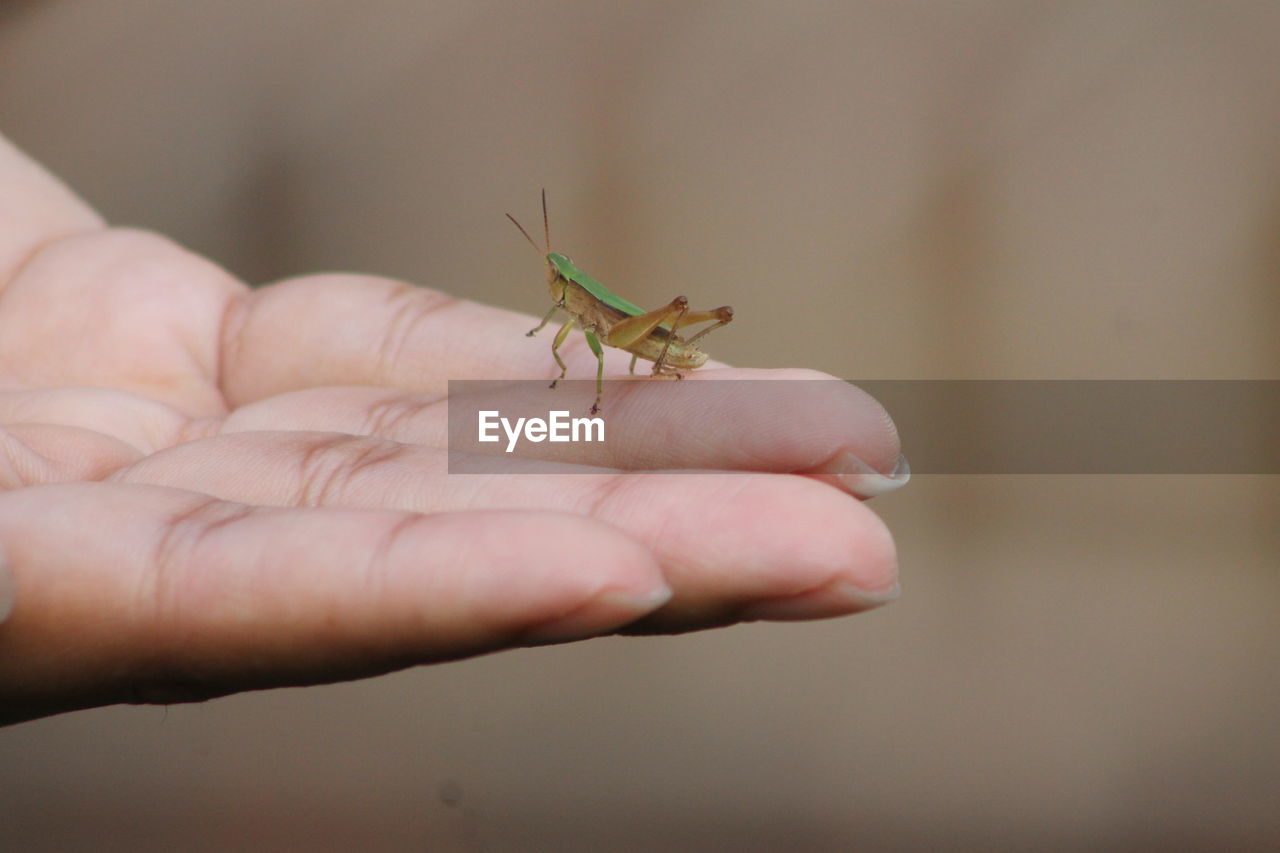 Close-up of insect on hand