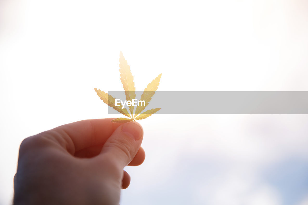 Close-up of hand holding leaves against sky