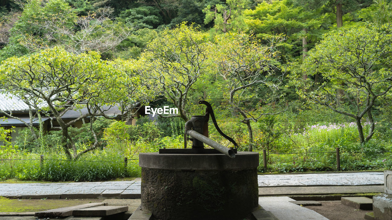 STATUE ON A TREE