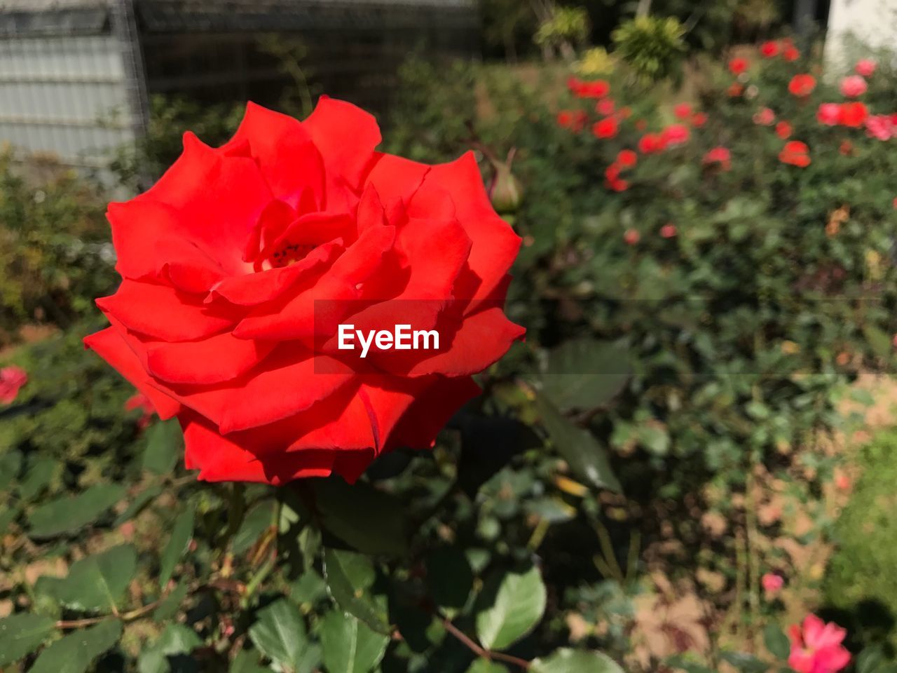 RED ROSE BLOOMING OUTDOORS