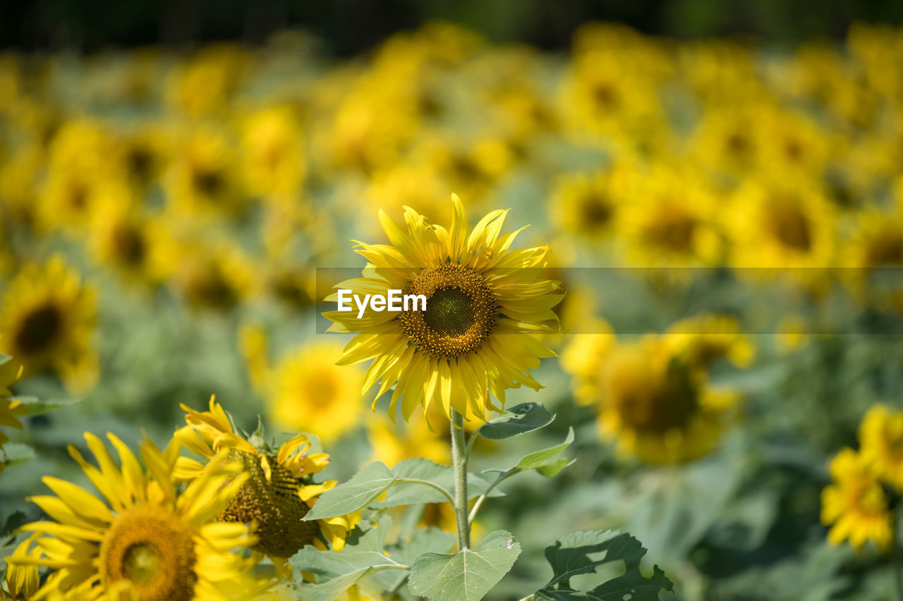 close-up of yellow flowering plants on field