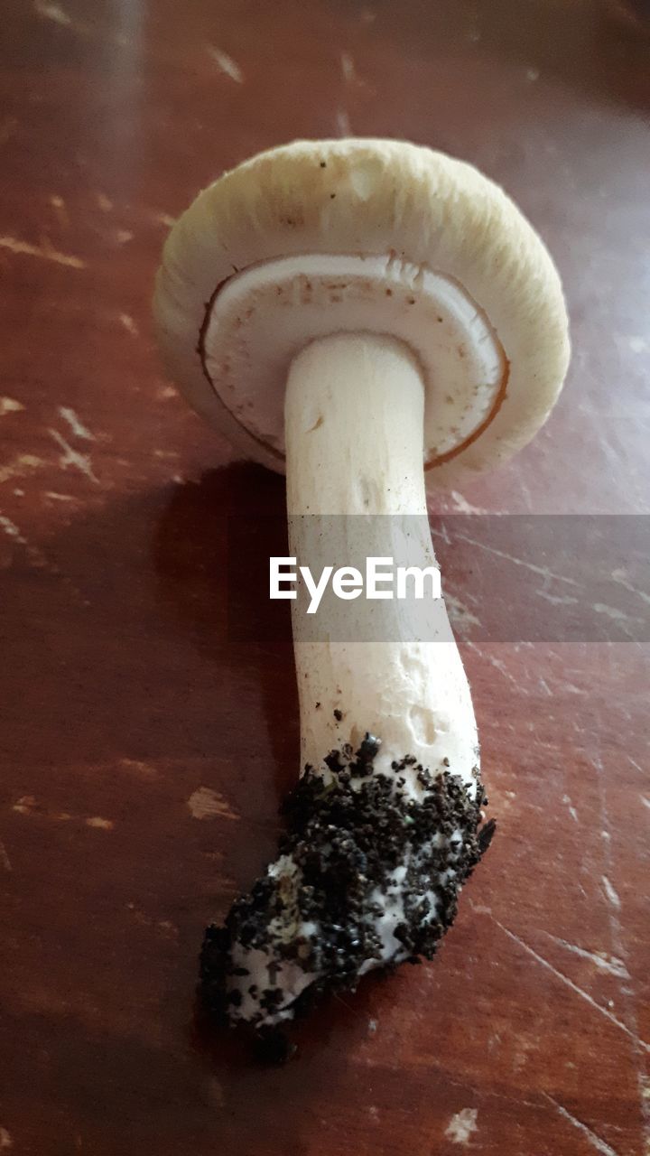 HIGH ANGLE VIEW OF MUSHROOM ON TABLE