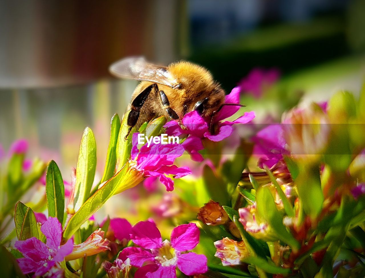 CLOSE-UP OF BEE ON FLOWERS