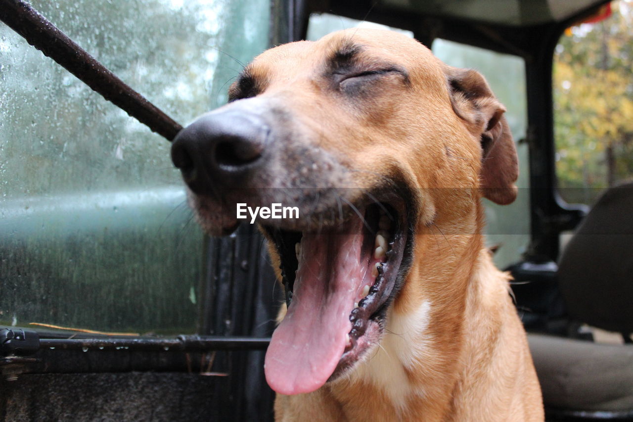 Close-up of redbone coonhound with mouth open in vehicle