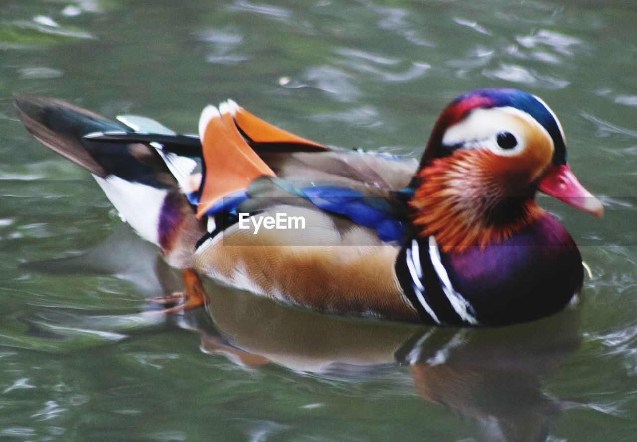 VIEW OF DUCKS SWIMMING IN LAKE